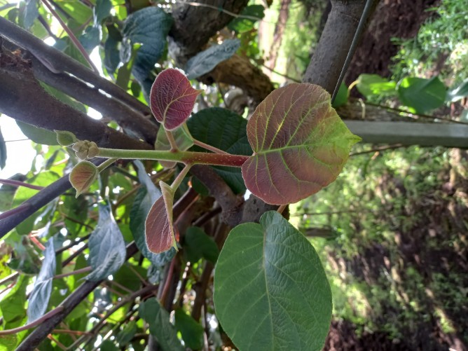 fiore kiwi